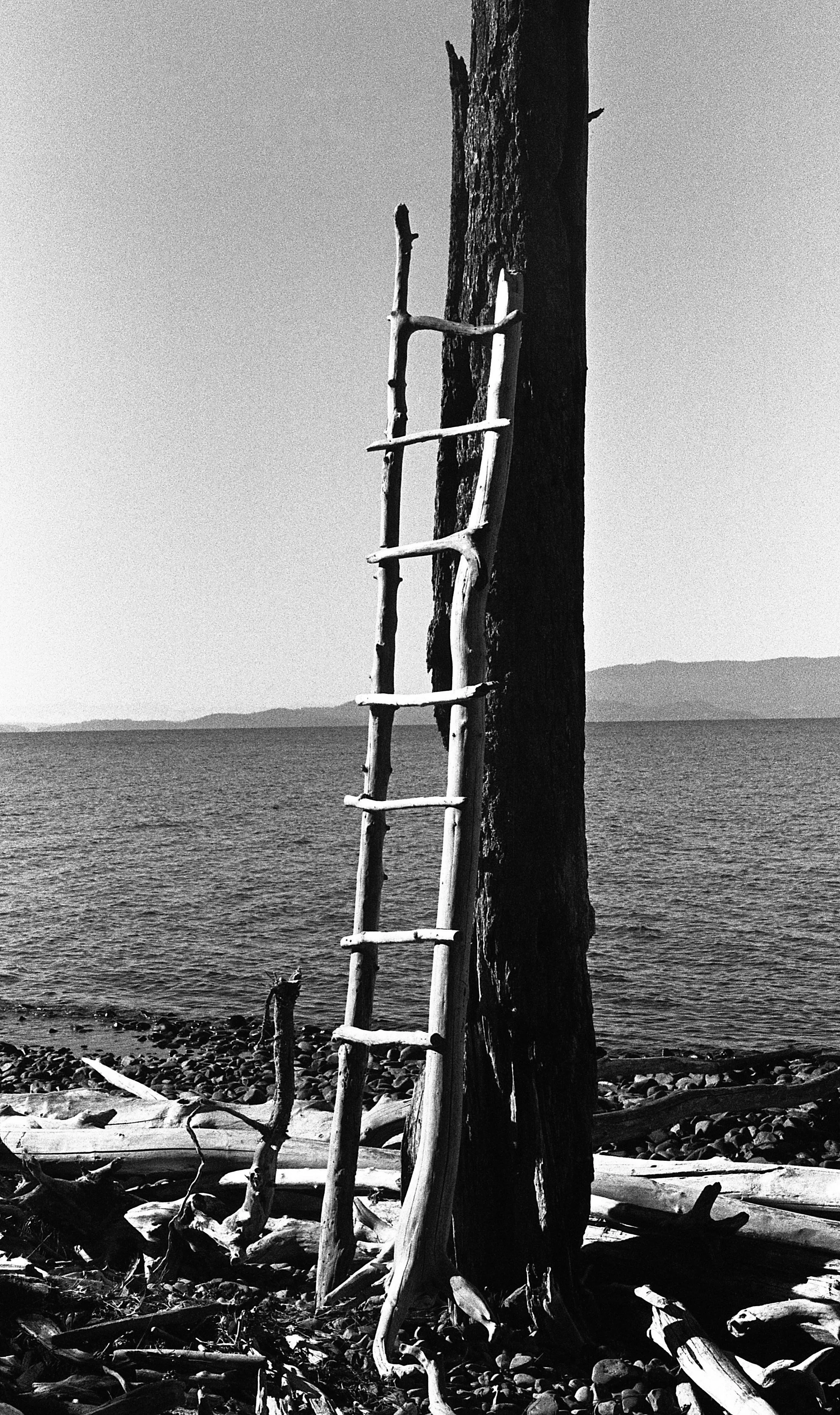 Driftwood Ladder — Jasmine Gutbrod